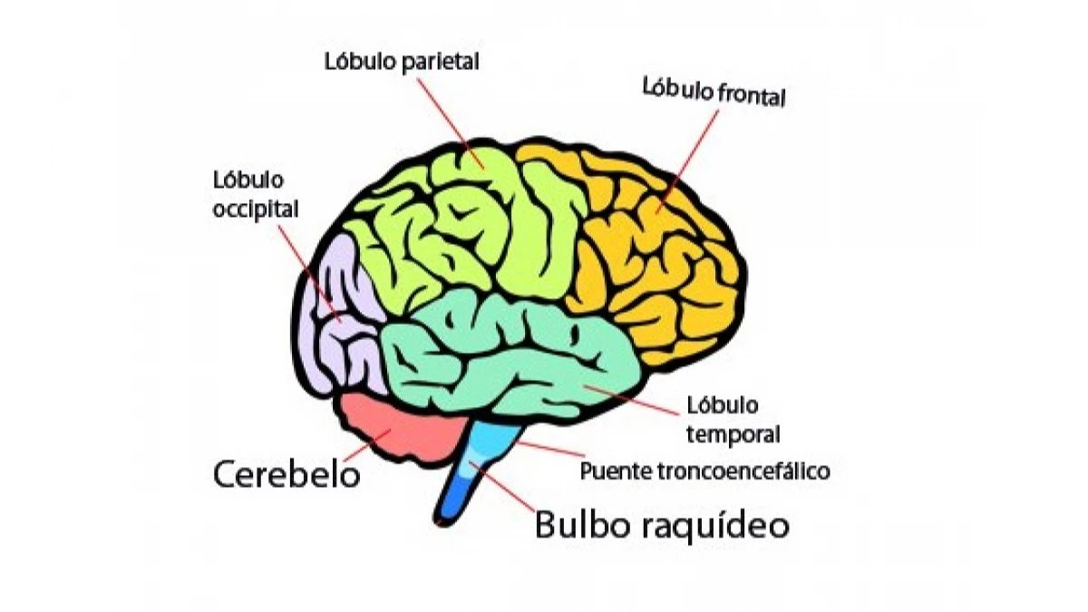 imagen del cerebro
