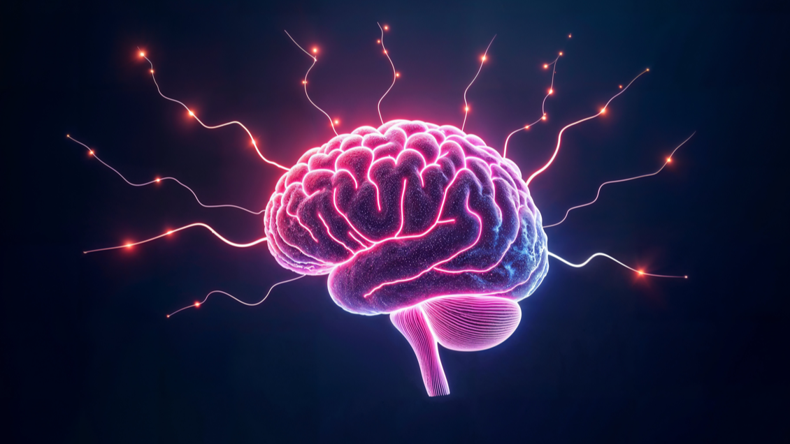 Cerebro mostrando terminales nerviosas iluminadas